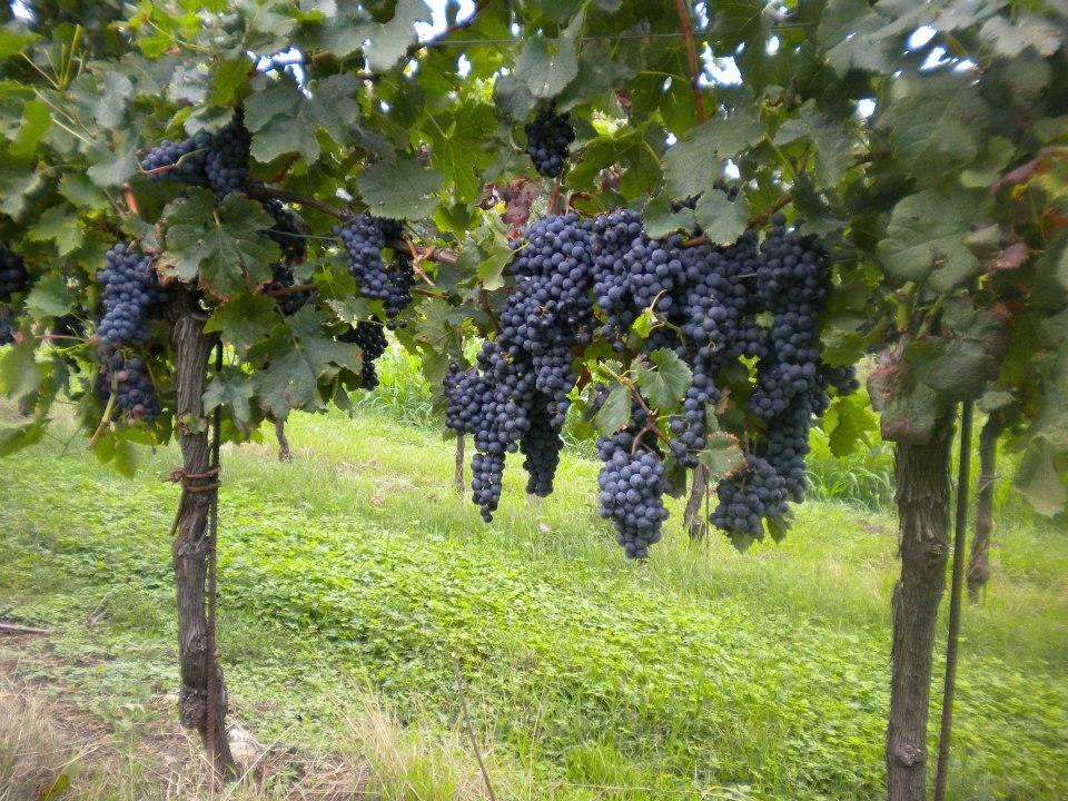 Agriturismo Mazzeracca Bassano del Grappa Eksteriør bilde